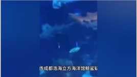 成都一海洋馆鲸鲨被曝死亡！官方：已派人取样检测死因