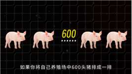 600头猪中谁才能活到最后呢？