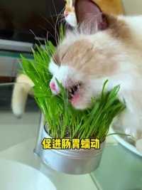 沉浸式吃猫草～