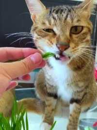 吃猫草，我是认真的～