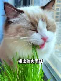 猫草这样种，小猫咪吃得香～ #萌宠好物 #猫草 #猫毛解决方案