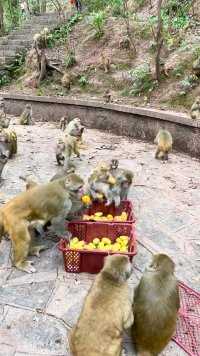 猴子们吃芒果餐?