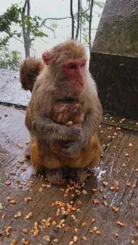 大雨中的猴妈妈抱着宝宝出来找东西吃?