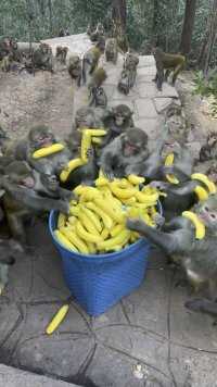 猴子们秒吃香蕉