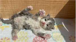晒个太阳而已！😝这是要好好享受一下沐光浴嘛！#赛尔凯克卷毛猫# 