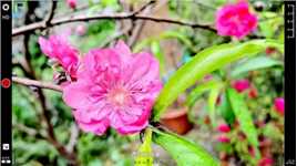 桃花苑～驻足庭前卉苑中，枝头摇曳倚微风。桃花一树争春色，朵朵芬芳点点红。