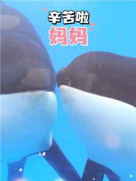 时光流转 母爱如初
祝愿天下所有母亲节日快乐
#上海海昌海洋公园
亲吻妈妈的虎鲸宝宝
我们是“鲸”生有幸一家人