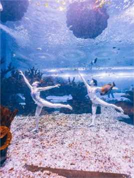 #上海海昌海洋公园 
水中芭蕾《水舞鱼间》
携黄金鲹上演传奇
水下杂技、跑酷炫技不停