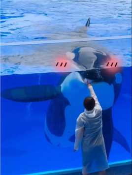 无处可躲？
“鲸”喜泼水时刻来袭！
#上海海昌海洋公园
海洋霸主虎鲸俏皮一下