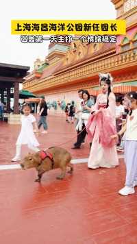 上海海昌又出新花样啦
佛系卡皮巴拉带你游园
快来#上海海昌海洋公园
一起来实现撸豚自由✌🏻