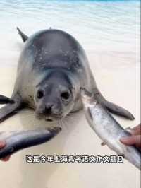 如果海洋动物写
豹总：认不认可的 不好说#上海海昌海洋公园 #2024高考作文 