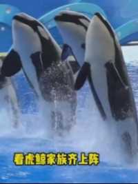 虎鲸宝宝喊你花式过端午啦！
快来#上海海昌海洋公园# 
邀您看演出，赏烟花🎆
更有国风美女等你偶遇
百“粽”鲸喜看不停🎊