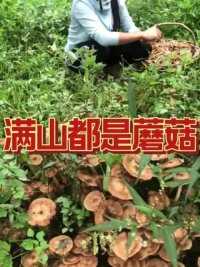 满山都是蘑菇#三农 #上山采蘑菇  #采蘑菇 #大自然的馈赠