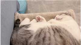 怎么会这么大声#猫咪日记 #傻猫 #猫咪睡觉姿势.#求一个神评加持
