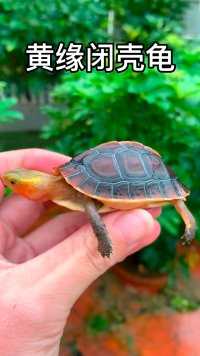 黄缘闭壳龟的外形就像一件艺术品，这种宠物龟很温顺，很适合家养