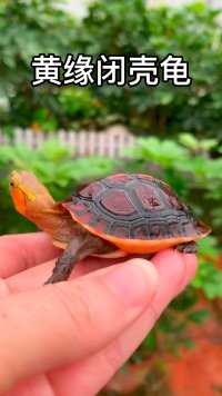 国龟之宝，安徽黄缘闭壳龟欣赏，宠物龟的首选