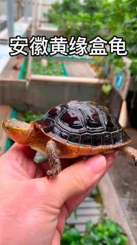 黄缘盒龟真是国龟之宝，这种宠物龟性情温顺亲人，很适合家养