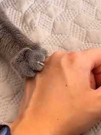 被猫抓伤了，收拾收拾还能要的。猫咪吊床防止剪指甲被抓伤😅😅