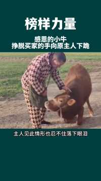 感恩小牛挣脱买家的手向原主人下跪。