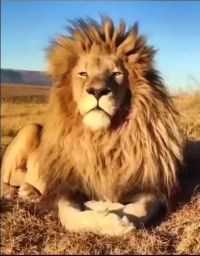 狮子王#野生动物零距离 #奇妙的动物 #看动物世界品百味人生 #雄狮