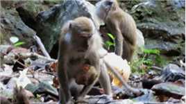 生活在马来西亚黑风洞里的猴子。