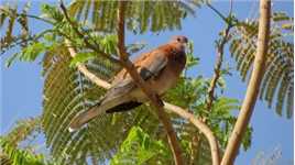 这是我在埃及的卡纳克神庙附近拍摄到的棕斑鸠，你可以听到它在“咕咕”地叫。棕斑鸠一般栖息于沙漠、半沙漠、绿洲及矮树丛生之地等。