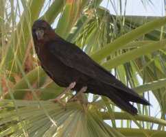 褐颈渡鸦，别名:沙漠乌鸦，是在埃及的卡纳克神庙里遇见的。