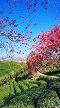 #永福樱花园 有一种美叫无需修饰，也能令人惊艳，能够给你带来视觉的震撼，让你的眼睛为之一亮的。#治愈系风景