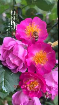 五月你好👋#勤劳的小蜜蜂 #绚烂开放的花 #花开正艳 #捕捉身边的花草 #醉美花海季 
