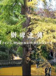 吴文化博物馆“树碑立传：吴中古树名木的故事”展览前瞻