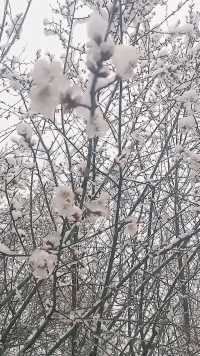 雪落无痕，桃花依旧笑春风