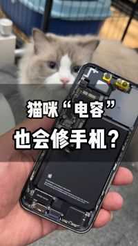 木白家的猫（电容）也会修手机？客户送礼物，“电容”师傅亲自维修！