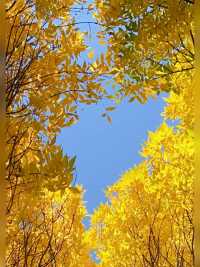 秋色漸遠，樹枝上的葉子已落半，鋪滿在地上🍂🍂🍂