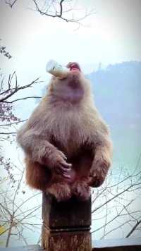 猕猴 #动物园 #爆笑动物 #灵长类动物 #动物随手拍
