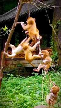 幼崽 #猕猴 #动物园 #野生动物 #爆笑动物 #灵长类动物 #动物随手拍