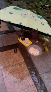 广州今天的雨下的没得停#可怜的流浪猫猫们。不爱请别伤害#乱扔猫粮会遭天谴的！