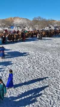 内蒙古草原冬季大岁公骆驼比赛，视频有点长，耐心看完，非常精彩，感谢支持！首席星探创作者营地