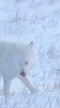 内蒙古冬季的草原上出现罕见的白狼，小白狼可爱又不失霸气，见者好运。创作者营地首席星探