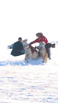 内蒙古疯狂的草原人，冬天在雪地里撒欢，这才是冬天草原该有的样子！创作者营地首席星探