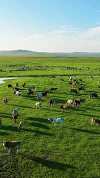 这才是草原夏天该有的样子，绿草如茵，牛羊遍野。这个夏天我在草原等你！创作者营地首席星探
