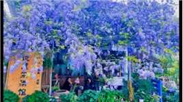 春有约，花不误，陌上紫藤香如故。