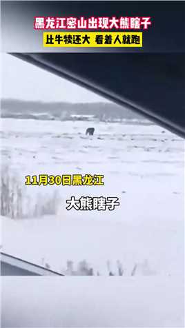 黑龙江密山出现大熊瞎子，比牛犊还大，看着人就跑
