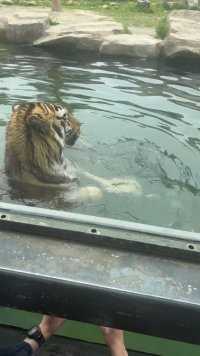 谁说老虎不会游泳的？# 上海野生动物园 # 萌宠 ..