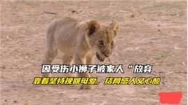 幼崽后腿受伤被狮群和妈妈抛弃，凭借着强大的意志与魄力逆袭人生