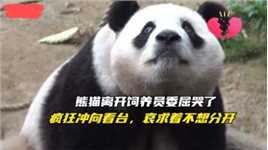 熊猫离开饲养员委屈哭了，疯狂冲向看台，哀求着不想分开
