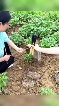 这个园艺小铲子，真的太好用了！#园林工具 #实用工具 #小铲子 #盆栽绿植 #花卉绿植