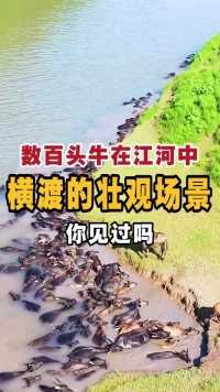 数百头牛在江河中，横渡的壮观场景，你见过吗？