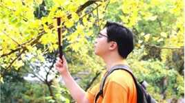 韶关帽子峰景区，大片大片金黄的银杏树#银杏 #银杏黄了 #属于秋天的颜色 #一起来拍秋天