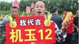 机玉12：大型观摩会在山东召开，种植大户夸它是“高产明显”