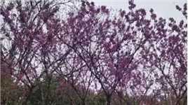 紫荆花开香满园